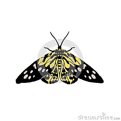 Dysphania militaris. Colourful butterfly, bright moth with yellow patterned wings. Flying insect, arthropod animal Vector Illustration