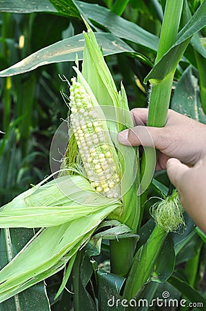 Dysplasia of corn Stock Photo