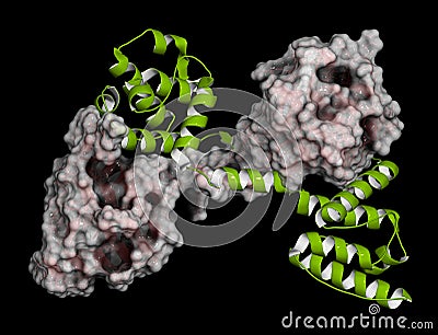 Dystrophin muscle protein domain (N-terminal actin binding domain). Defects cause Duchenne muscular dystrophy (DMD Stock Photo