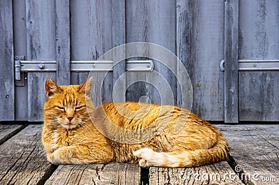 Dozing Domestic Cat Stock Photo