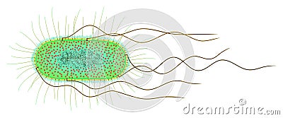 E. coli cell Stock Photo