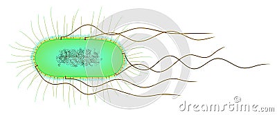 E. coli cell Stock Photo