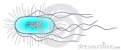 E. coli cell Stock Photo