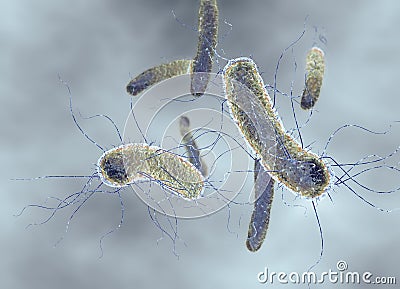 E. coli, escherichia coli bacteria, medically 3D illustration Cartoon Illustration