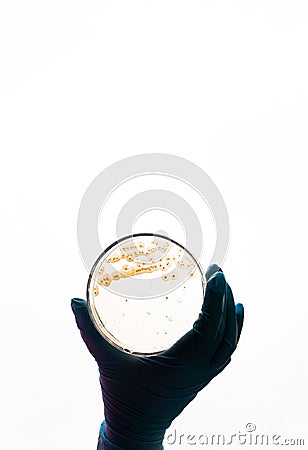 E.coli Escherichia bacteria in Petri dish Stock Photo