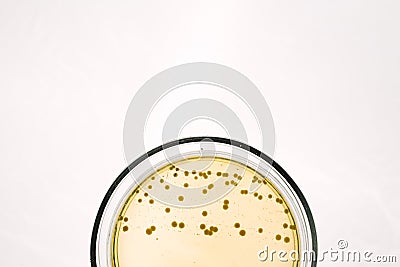 E.coli Escherichia bacteria in Petri dish with yellow agar Stock Photo