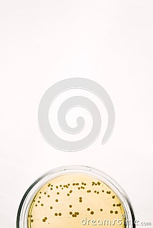 E.coli Escherichia bacteria on yellow agar plate Stock Photo