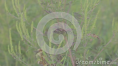 E stock footage E stock footage