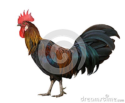 Side view full body of red jungle fowl isolated white background Stock Photo