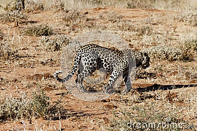 Side view of African leopard prowling across orange earth and dry grass in early morning light at Okonjima Nature Reserve, Namibia Stock Photo