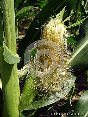 Corn stalk with silky tassel golden hair silk attracts pollinators Stock Photo