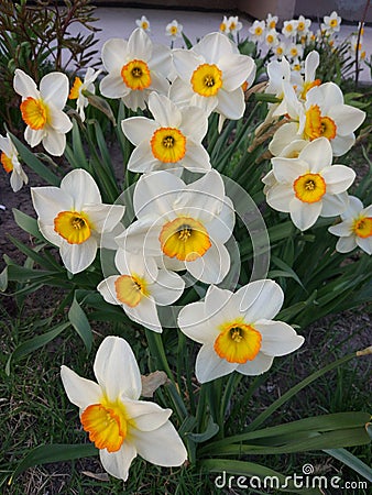 Mediterranean spring narcissus flowers fascinate with their color. Stock Photo