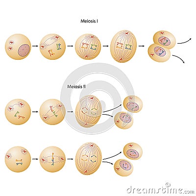 Phases of meiosis. Meiosis describes a specific process of cell division by which gametes are made Stock Photo