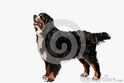 eager berna shepherd dog looking up and panting while standing Stock Photo