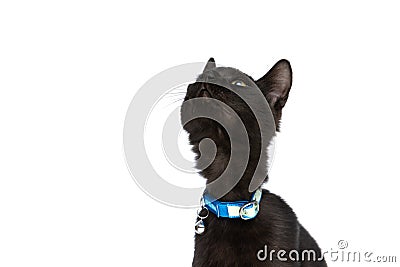 Eager little metis black cat with collar curiously looking up Stock Photo