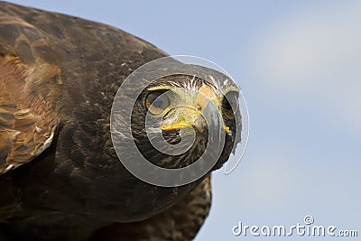 Eagle Stock Photo