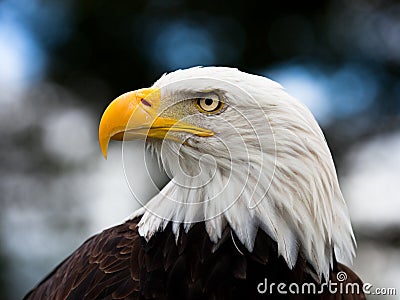 Eagle Stock Photo