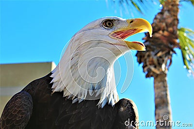 4TH Annual Motorcycle Ride for the Salt River Wild Horses, Arizona, United States Editorial Stock Photo