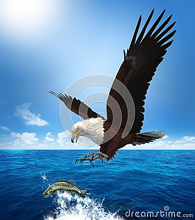 Eagle Attacking a Fish Stock Photo