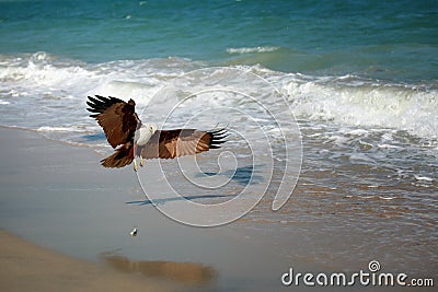 Eagle attacking prey on the seashore Stock Photo