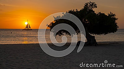 Eagle Beach Aruba, Divi Divi Trees on the shoreline of Eagle Beach in Aruba at sunset Stock Photo