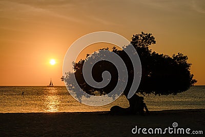 Eagle Beach Aruba, Divi Divi Trees on the shoreline of Eagle Beach in Aruba at sunset Stock Photo