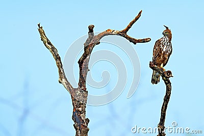 Eagle bir on the tree brach. Changeable hawk-eagle, Nisaetus cirrhatus, close up, bird of prey perched on branch in Wilpattu natio Stock Photo