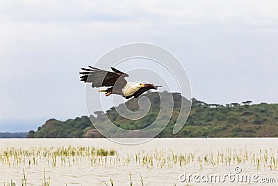 Eagle bird. Fish hunter. Eagle from Lake Baringo. Kenya, Africa Stock Photo