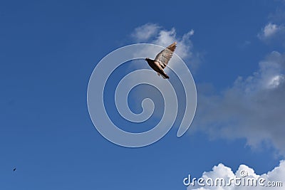 Eagle bird sky cloud flying Stock Photo