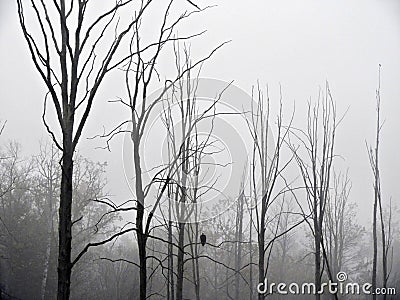 Misty fog surrounds a Bald Eagle on tree branch in swamp Stock Photo