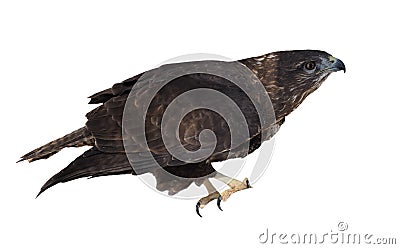 Eagle brown sitting isolated on white going to fly up Stock Photo