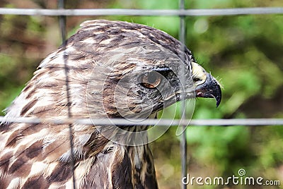 Eagle in a cage. Sad eagle. Sad hawk. Sad bird. Sadness. Eagle in cage. Bird in cage. Captured wildlife. Stock Photo