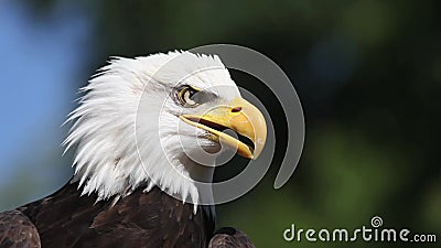 Eagle calvo, leucocephalus del haliaeetus, ritratto dell'adulto che chiama e che guarda intorno, video d archivio Eagle calvo, leucocephalus del haliaeetus, ritratto dell'adulto che chiama e che guarda intorno, video d archivio