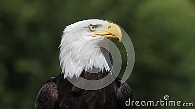 Eagle calvo, leucocephalus del haliaeetus, ritratto di chiamata adulta, guardante intorno, archivi video Eagle calvo, leucocephalus del haliaeetus, ritratto di chiamata adulta, guardante intorno, archivi video