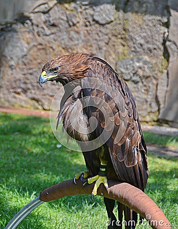 Eagle in captivity Stock Photo
