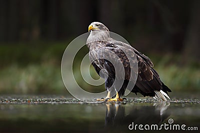 Eagle in dark lake. White-tailed Eagle, Haliaeetus albicilla, flight above water river, bird of prey with forest in background, an Stock Photo