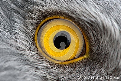 Eagle eye close-up, macro photo, eye of the male Northern Harrier Stock Photo