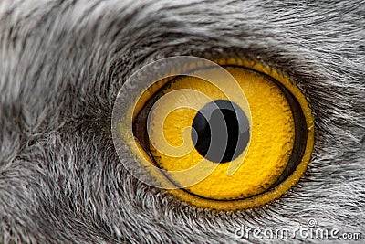 Eagle eye close-up, macro photo, eye of the male Northern Harrier Stock Photo