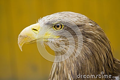 Eagle Eye - Sand beak Stock Photo