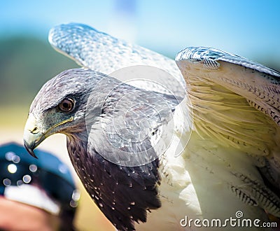 Eagle falcon birds of prey Stock Photo