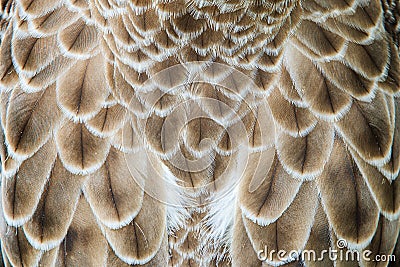 Eagle feather detail Pattern and Closeup feather Stock Photo