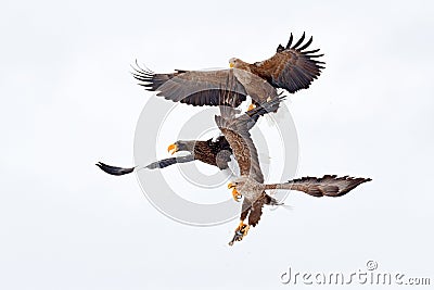 Eagle fight with fish. Winter scene, birds of prey. Big eagles, snow sea. Flight White-tailed eagle, Hokkaido, Japan, Asia. Action Stock Photo