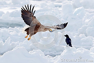 Eagle fight with fish. Winter scene with two bird of prey. Big eagles, snow sea. Flight White-tailed eagle, Haliaeetus albicilla, Stock Photo