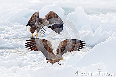 Eagle fight with fish. Winter scene with two bird of prey. Big eagles, snow sea. Flight White-tailed eagle, Haliaeetus albicilla, Stock Photo