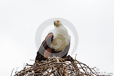 Eagle fisherman near the nest with prey. Lake Baringo, Kenya Stock Photo