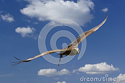 Eagle in flight Stock Photo