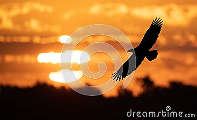 Eagle in flight at Sunset Stock Photo