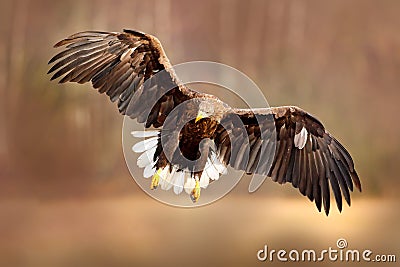 Eagle fly above the lake surface. White-tailed Eagle, Haliaeetus albicilla, face flight, landing, bird of prey with forest in back Stock Photo