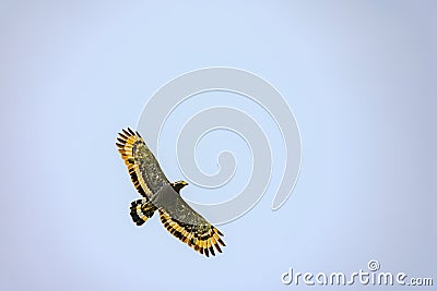 Eagle flying on blue ky Stock Photo