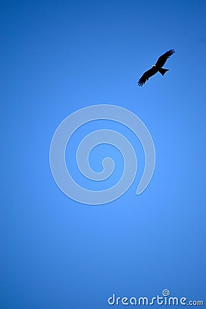 Eagle flying in a blue sky over the photographer looking down to find something to hunt. Stock Photo